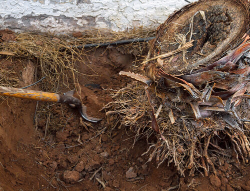 Root Removal From Your Sewer Pipes Is Key