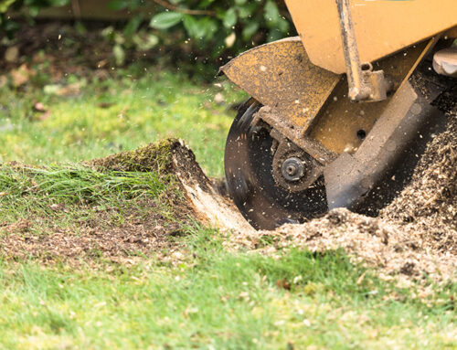 Root Removal Is The Solution To Many Sewer System Problems
